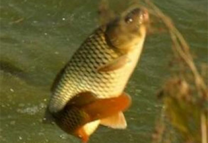 黄河金鲤鱼